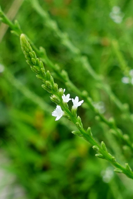 Verbena urticifolia