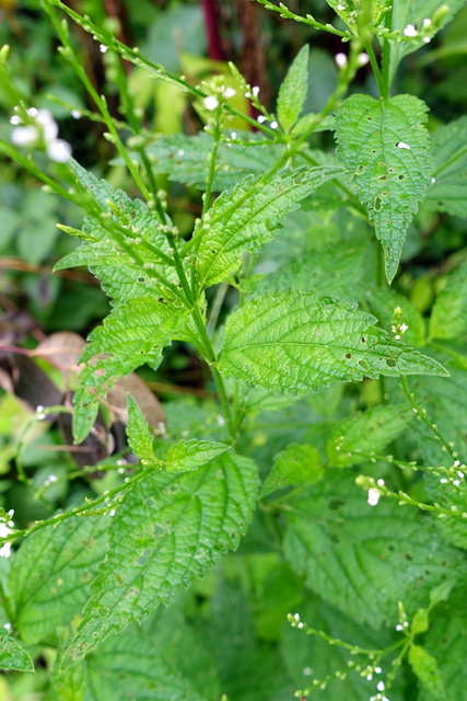 Verbena urticifolia - leaves