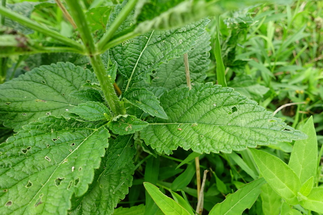 Verbena urticifolia - leaves