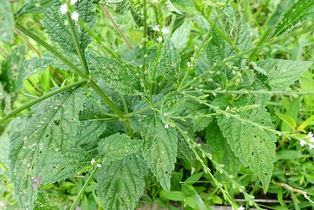 Verbena urticifolia - leaves