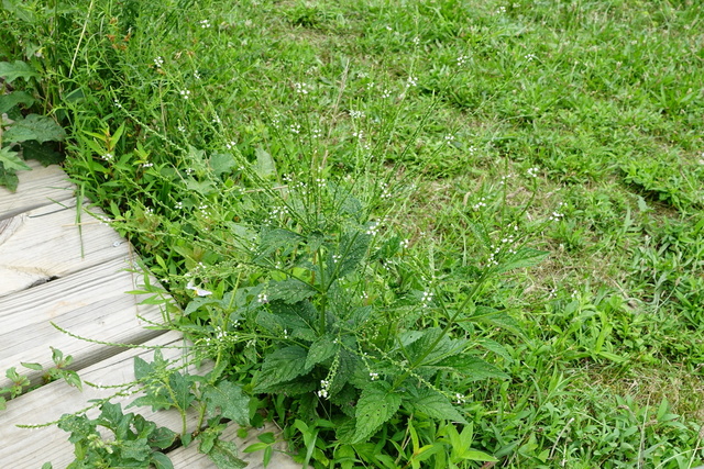 Verbena urticifolia - plant