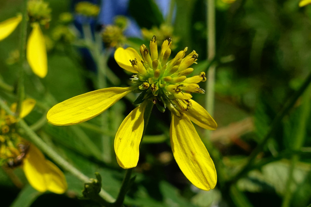 Verbesina alternifolia