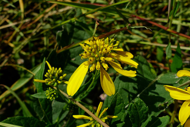 Verbesina alternifolia