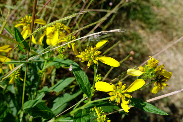 Verbesina alternifolia