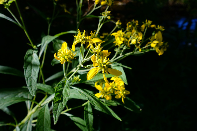 Verbesina alternifolia