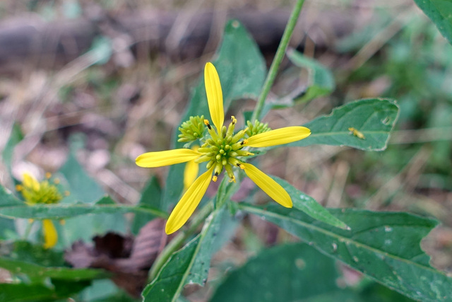 Verbesina alternifolia