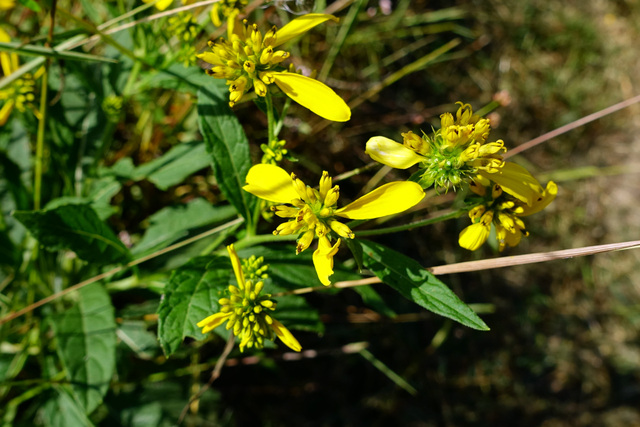 Verbesina alternifolia