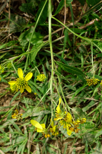 Verbesina alternifolia