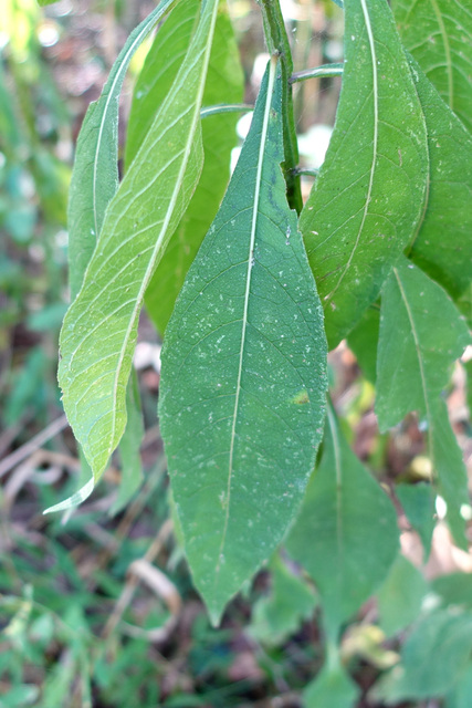 Verbesina alternifolia - leaves