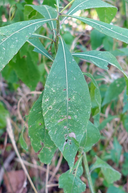 Verbesina alternifolia - leaves