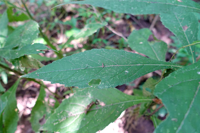 Verbesina alternifolia - leaves