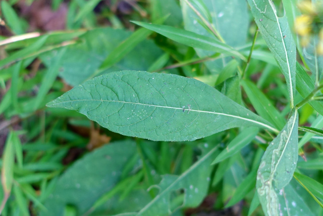 Verbesina alternifolia - leaves