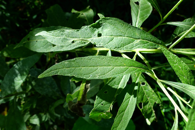 Verbesina alternifolia - leaves