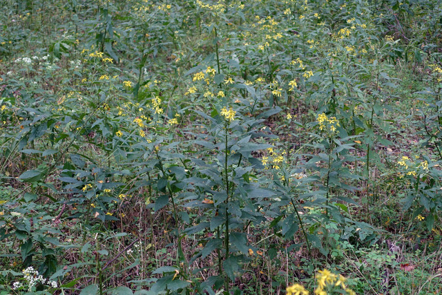 Verbesina alternifolia - plants