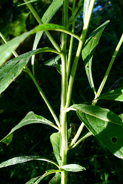 Verbesina alternifolia - stem