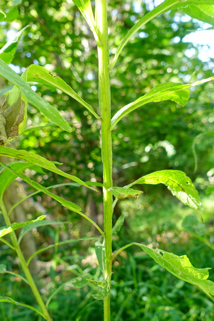 Verbesina alternifolia - stem