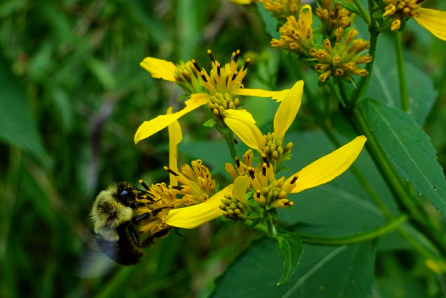 Verbesina occidentalis