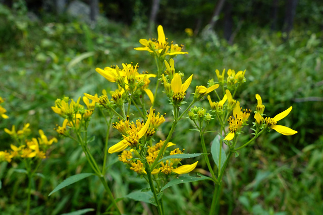 Verbesina occidentalis