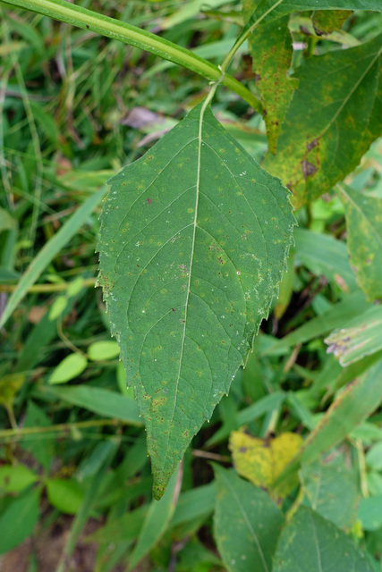 Verbesina occidentalis - leaves