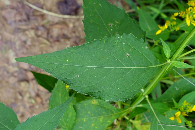 Verbesina occidentalis - leaves