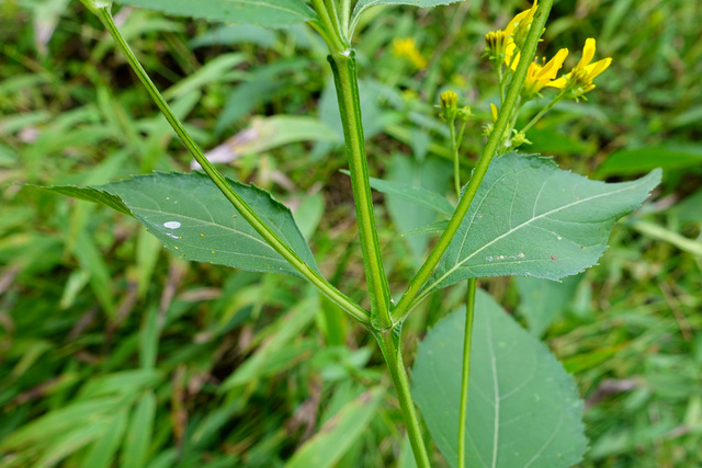 Verbesina occidentalis - leaves