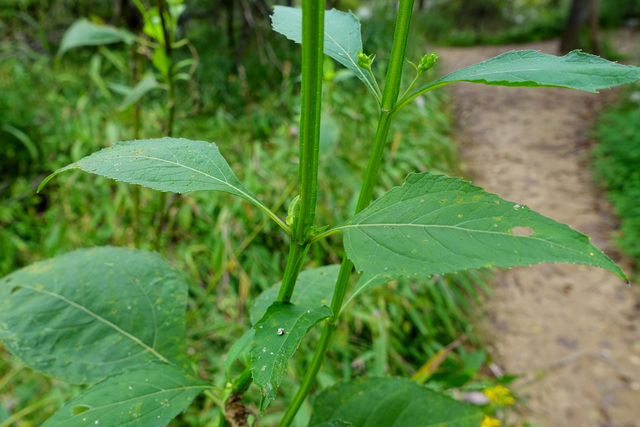 Verbesina occidentalis - leaves