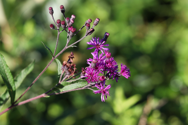 Vernonia gigantea
