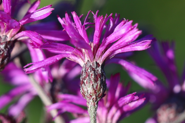 Vernonia gigantea - involucral bracts