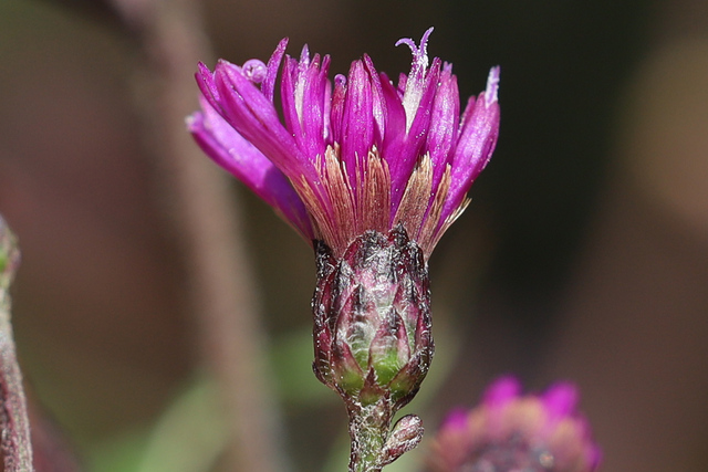 Vernonia gigantea - involucral bracts