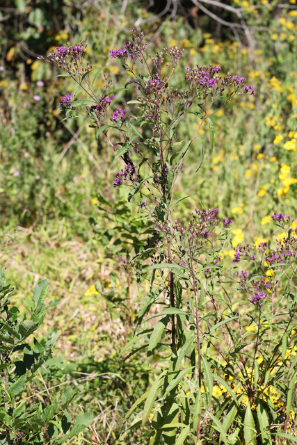 Vernonia gigantea - plant