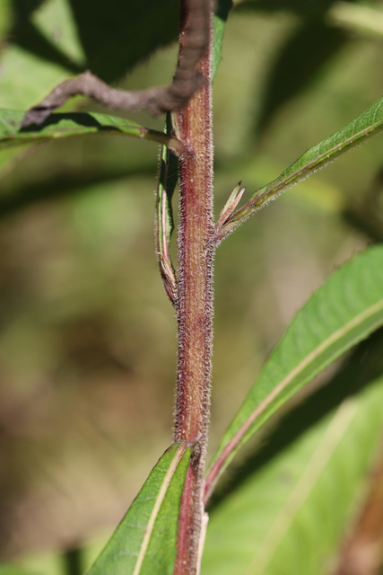 Vernonia gigantea - stem