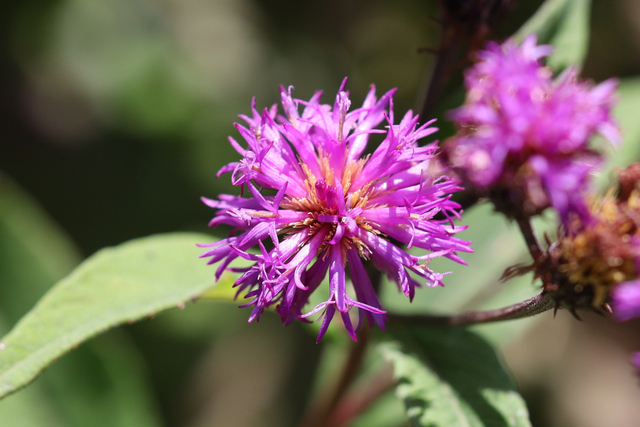 Vernonia glauca