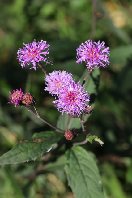 Vernonia glauca