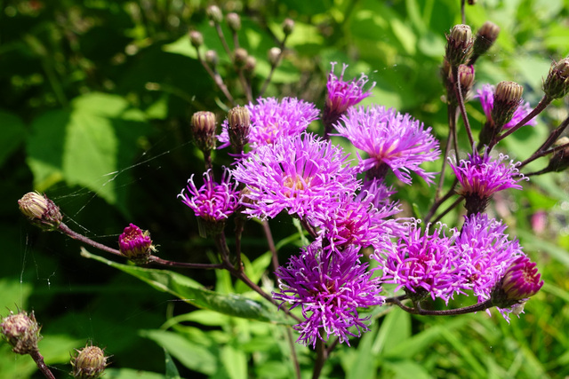 Vernonia glauca