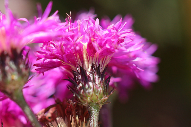 Vernonia glauca - involucral bracts