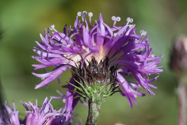 Vernonia glauca - involucral bracts