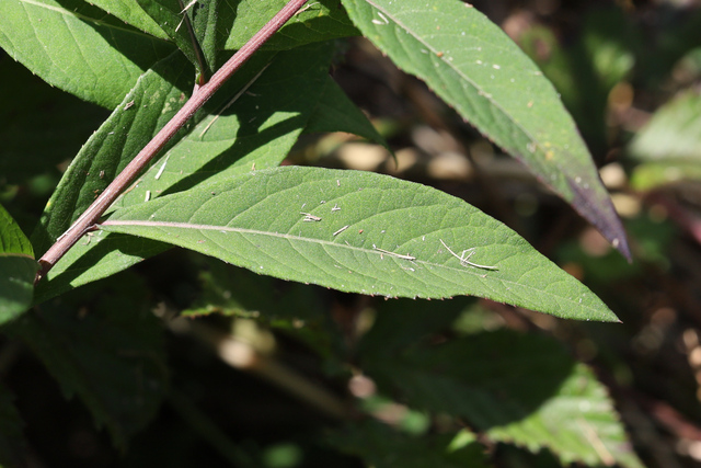 Vernonia glauca - leaves