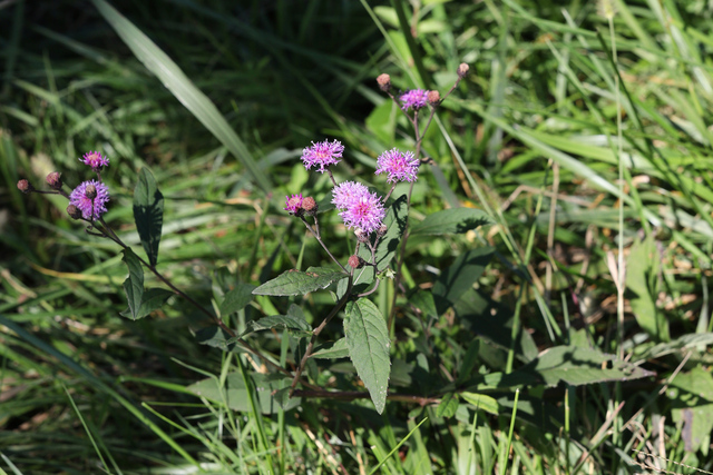 Vernonia glauca - plant