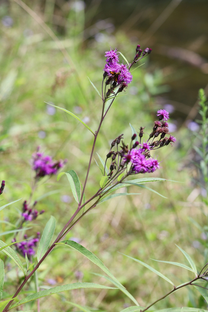 Vernonia noveboracensis