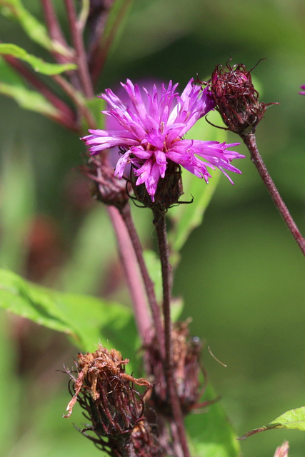 Vernonia noveboracensis