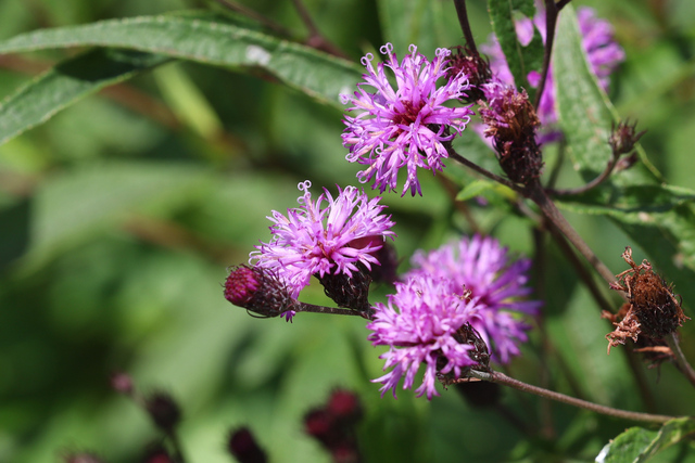 Vernonia noveboracensis