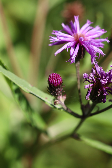 Vernonia noveboracensis