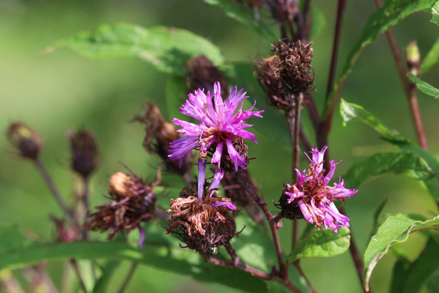 Vernonia noveboracensis