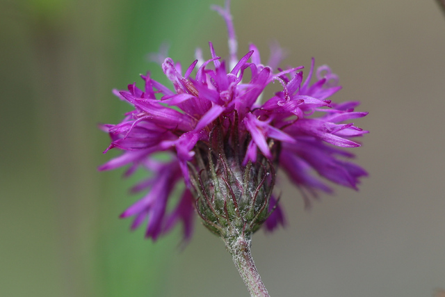 Vernonia noveboracensis - involucral bracts
