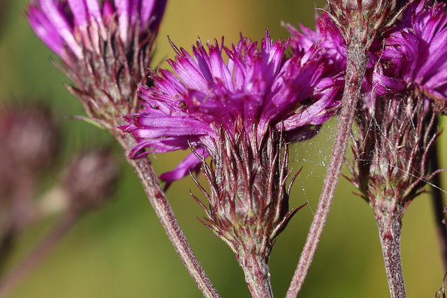 Vernonia noveboracensis - involucral bracts