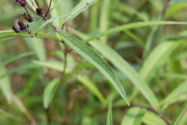 Vernonia noveboracensis - leaves