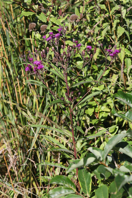 Vernonia noveboracensis - plant