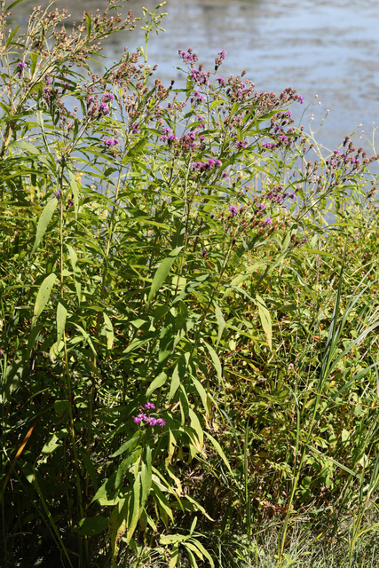 Vernonia noveboracensis - plant