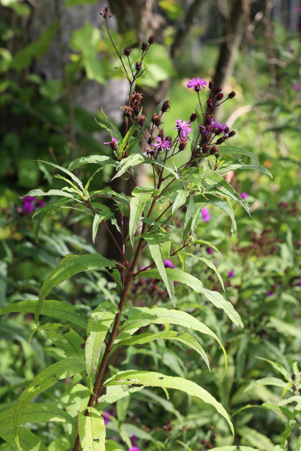 Vernonia noveboracensis - plant