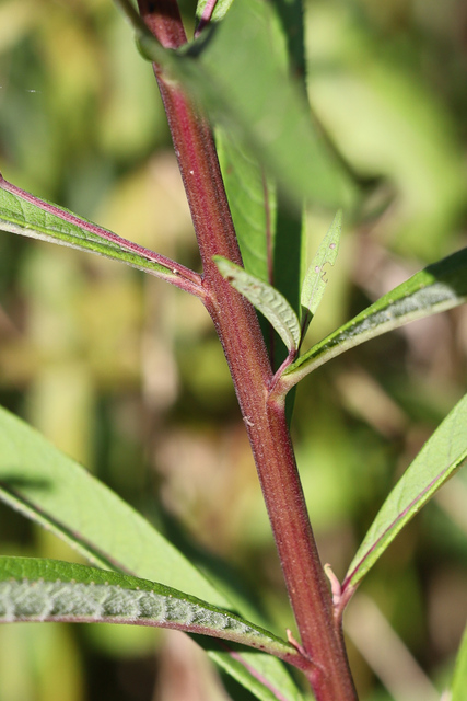Vernonia noveboracensis - stem